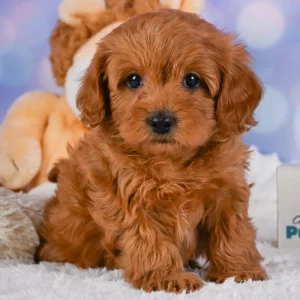 F1b Cavapoo Puppy for Sale