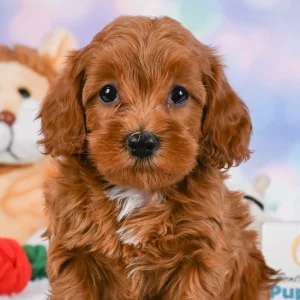 F1b Cavapoo Puppy for Sale