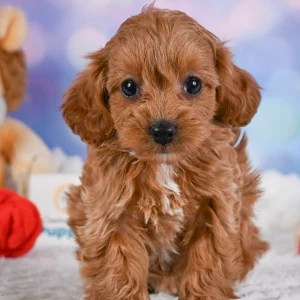 F1b Cavapoo Puppy for Sale