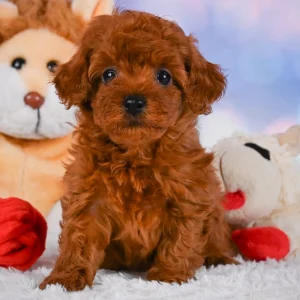 F1b Cavapoo Puppy for Sale