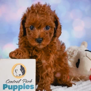 F1b Cavapoo Puppy for Sale