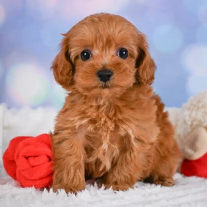 F1b Cavapoo Puppy for Sale