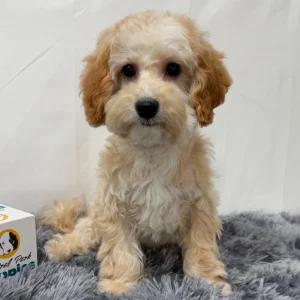 F1b Maltipoo Puppy for Sale