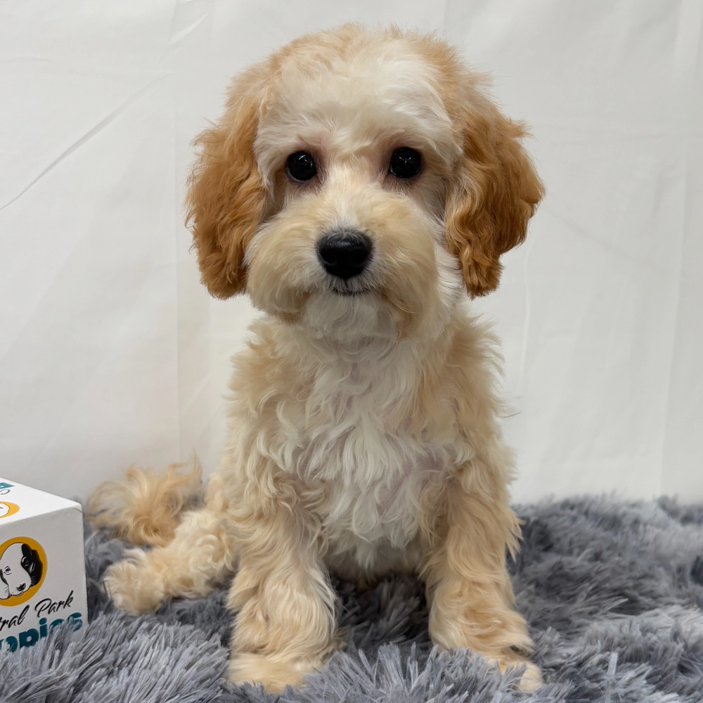 F1b Maltipoo Puppy for Sale in NYC