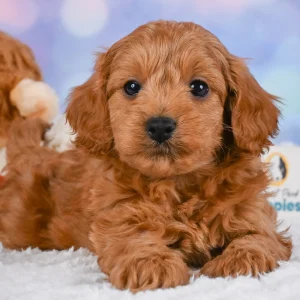 F1b Cavapoo Puppy for Sale