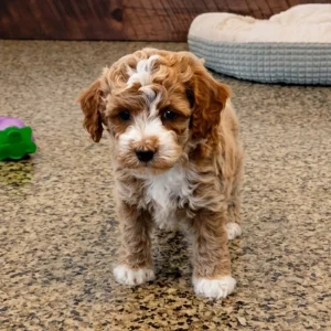 Miniature Poodle Puppy for Sale