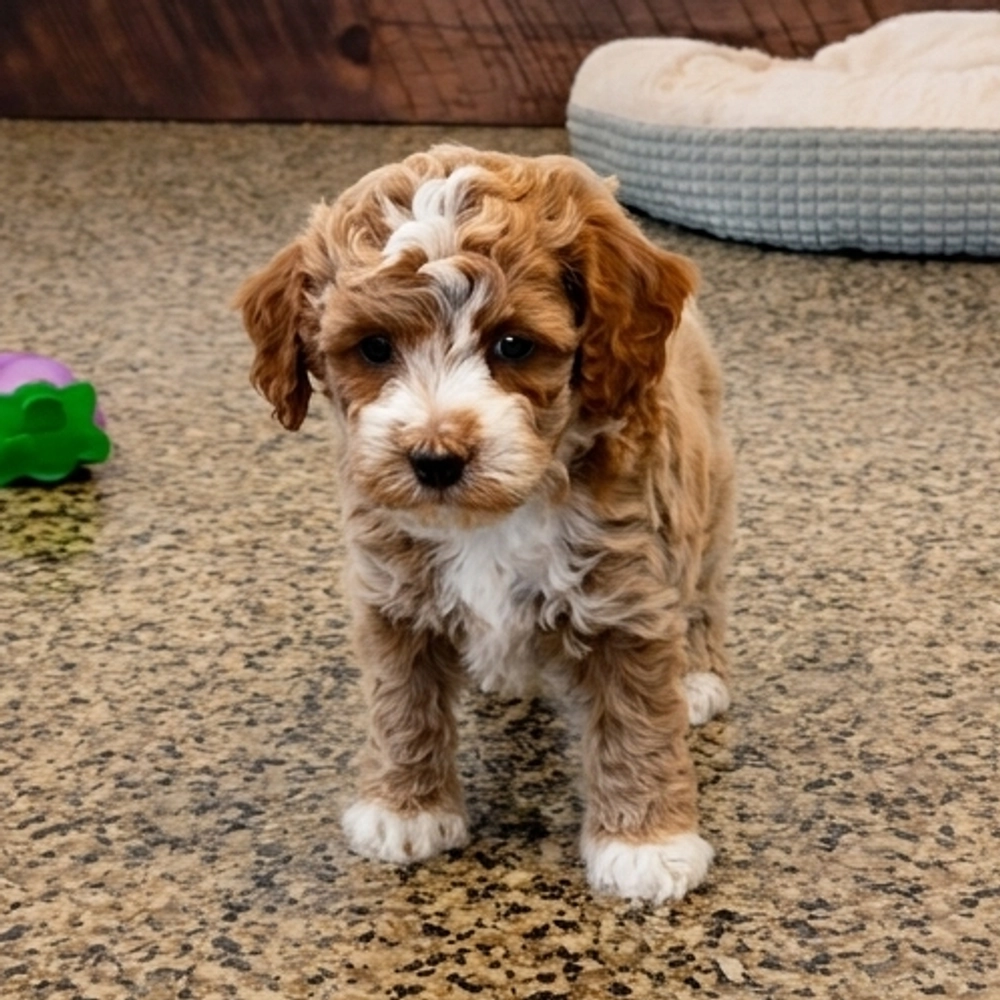 Miniature Poodle Puppy for Sale in NYC