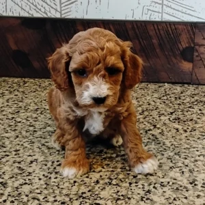 Miniature Poodle Puppy for Sale