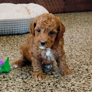 Miniature Poodle Puppy for Sale