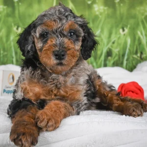 Miniature Poodle Puppy for Sale