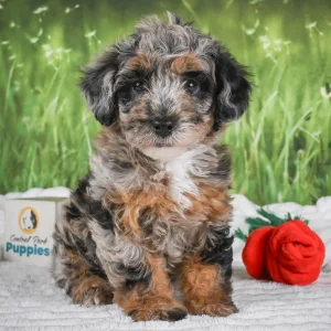 Miniature Poodle Puppy for Sale