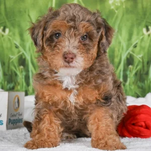 Miniature Poodle Puppy for Sale