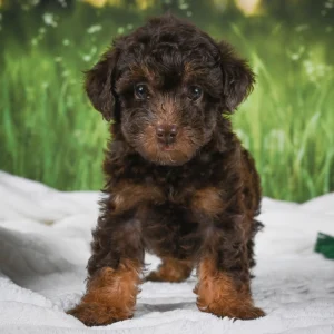 Miniature Poodle Puppy for Sale