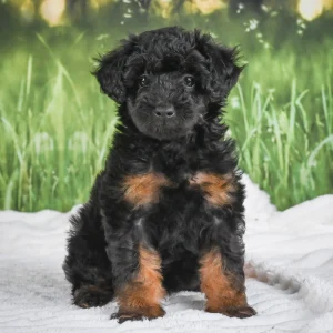Miniature Poodle Puppy for Sale