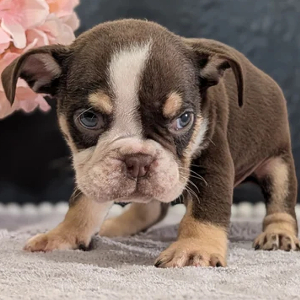 English Bulldog Puppy for Sale in NYC
