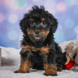 Yorkshire Terrier Puppy for Sale