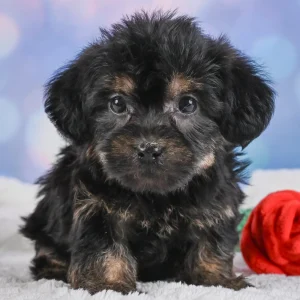 Yorkshire Terrier Puppy for Sale