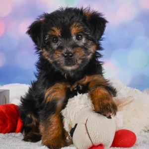 Yorkshire Terrier Puppy for Sale