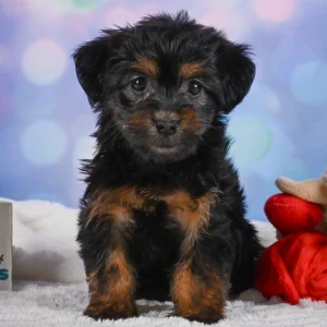 Yorkshire Terrier Puppy for Sale