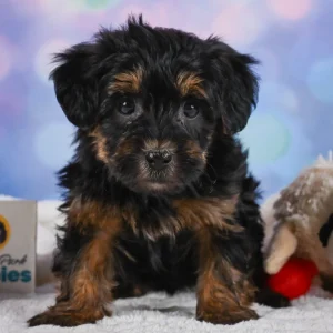 Yorkshire Terrier Puppy for Sale