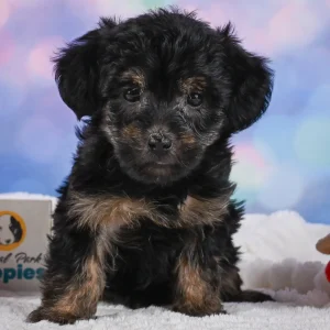 Yorkshire Terrier Puppy for Sale