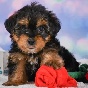 Yorkshire Terrier Puppy for Sale