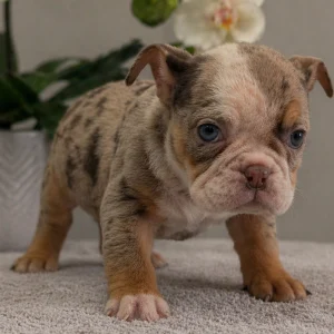 English Bulldog Puppy for Sale
