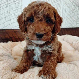 Miniature Poodle Puppy for Sale