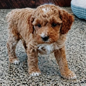 Miniature Poodle Puppy for Sale