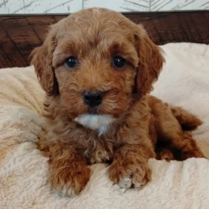 Miniature Poodle Puppy for Sale