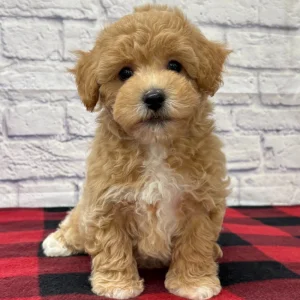 F1 Maltipoo Puppy for Sale