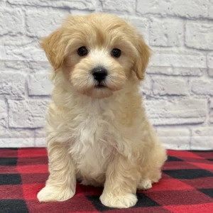 F1 Maltipoo Puppy for Sale