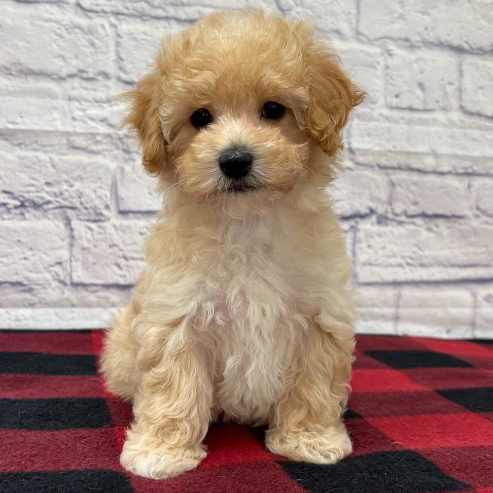 F1 Maltipoo Puppy for Sale in NYC