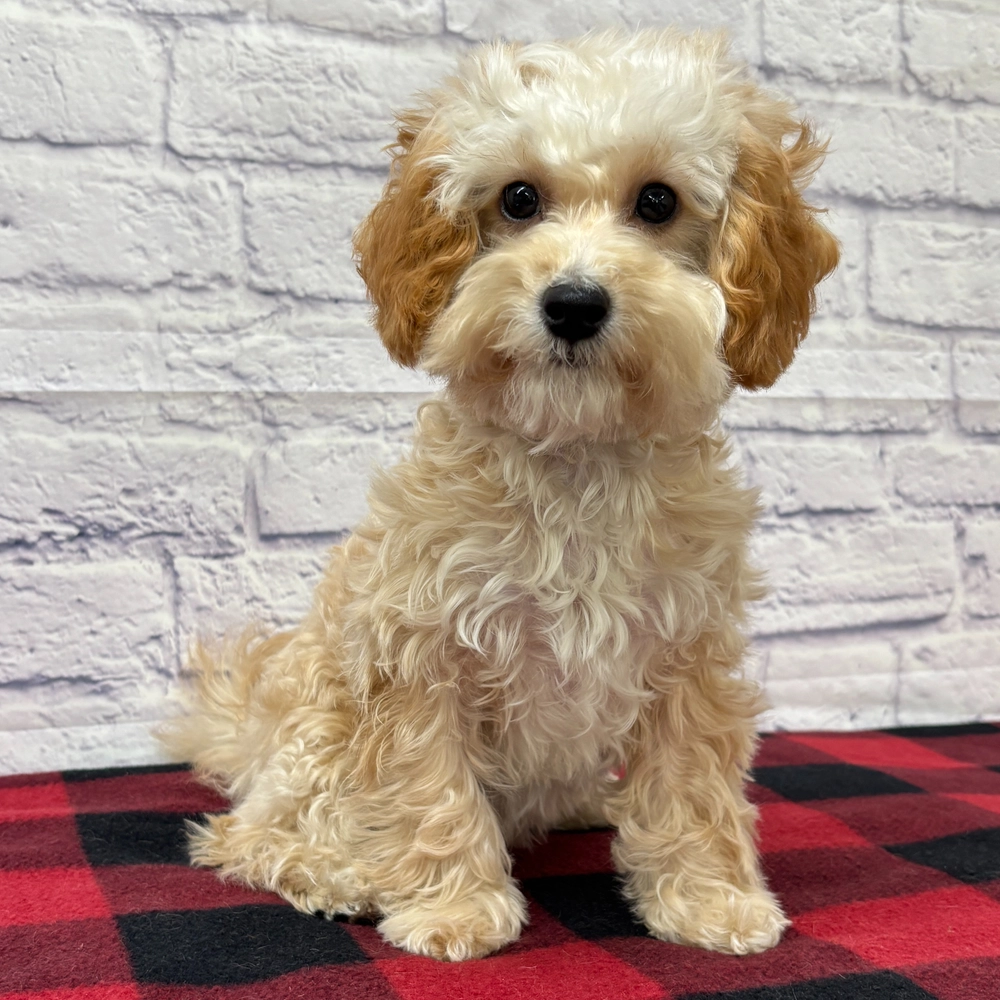 F1b Maltipoo Puppy for Sale in NYC