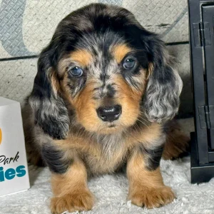 Mini Dachshund Puppy for Sale