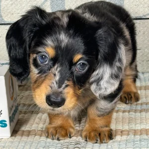 Mini Dachshund Puppy for Sale