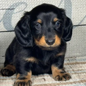 Mini Dachshund Puppy for Sale