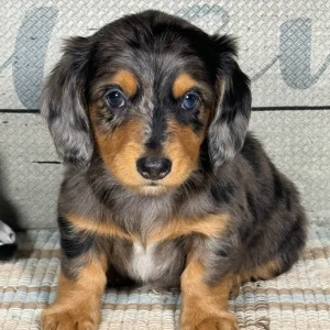 Mini Dachshund Puppy for Sale