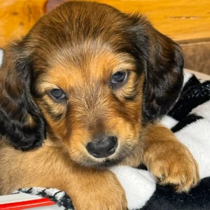 Mini Dachshund Puppy for Sale