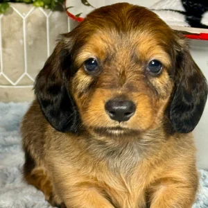 Mini Dachshund Puppy for Sale