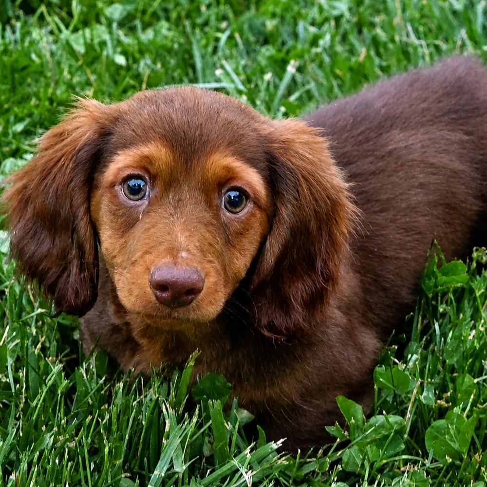 Mini Dachshund Puppy for Sale in NYC