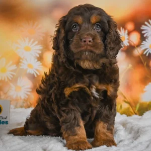 F1 Cockapoo Puppy for Sale