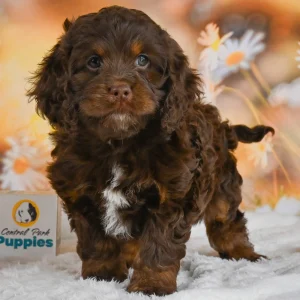F1 Cockapoo Puppy for Sale