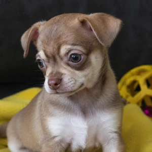 Chihuahua Puppy for Sale