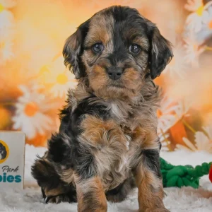 F1b Cockapoo Puppy for Sale