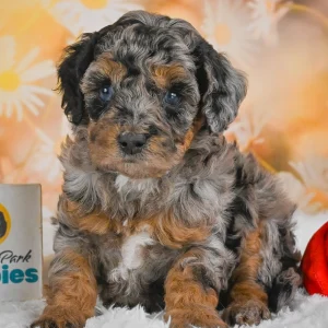 F1b Cockapoo Puppy for Sale