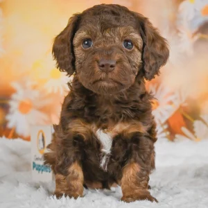 F1b Cockapoo Puppy for Sale