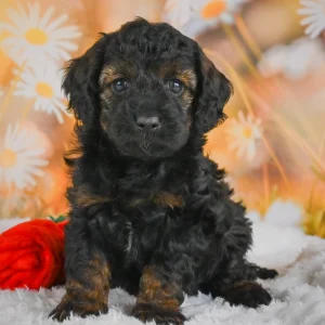 F1b Cockapoo Puppy for Sale