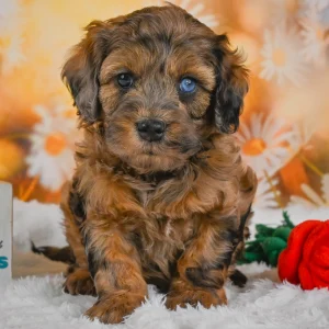 F1b Cockapoo Puppy for Sale