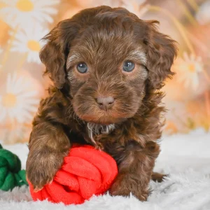 F1b Cockapoo Puppy for Sale